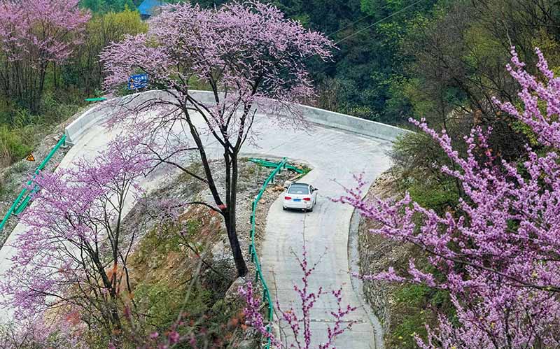 湖北保康：紫荆花开灿若霞