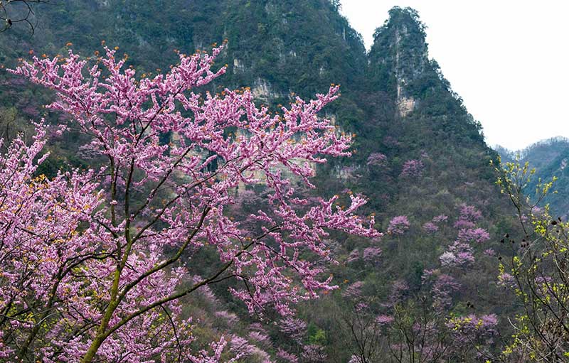 湖北保康：紫荆花开灿若霞