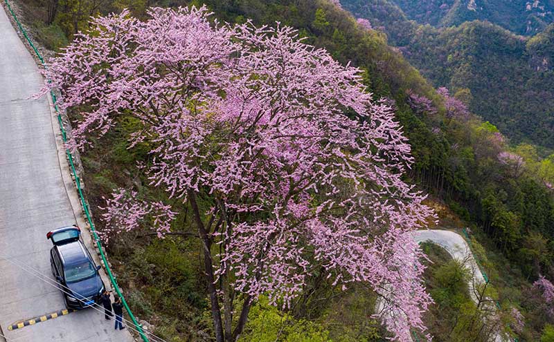 湖北保康：紫荆花开灿若霞