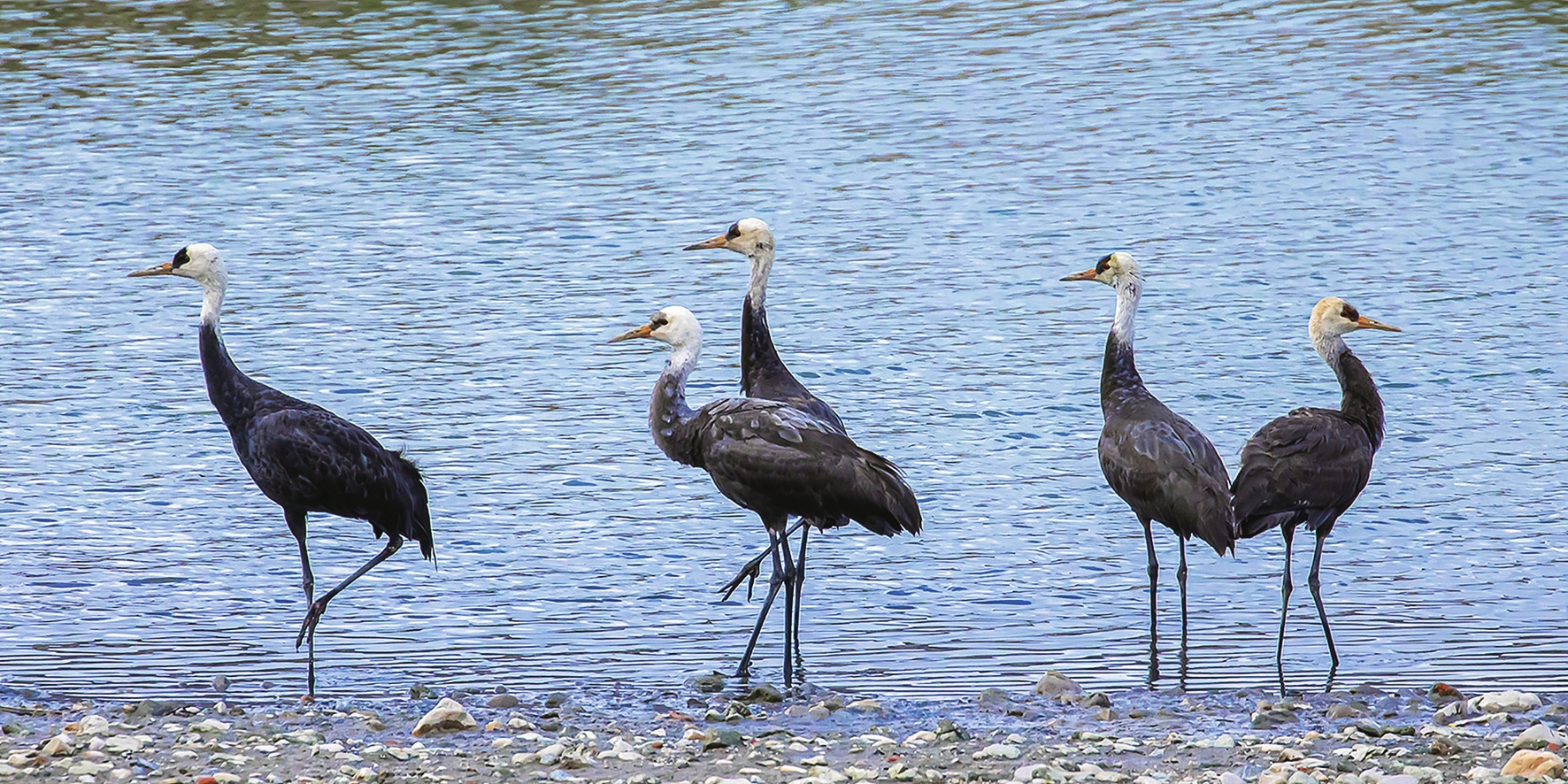 国家一级重点保护动物白头鹤飞临吉林省白山市