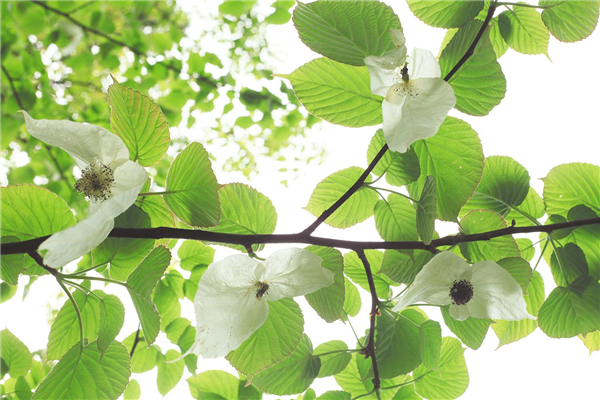 “中國鴿子樹”首次花開武漢植物園_fororder_01