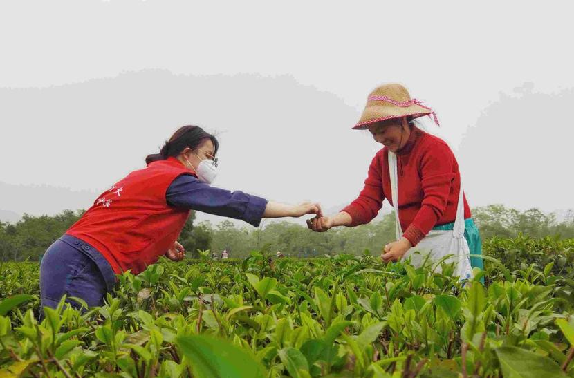 廣東電力部門未雨綢繆為茶葉生産保駕護航