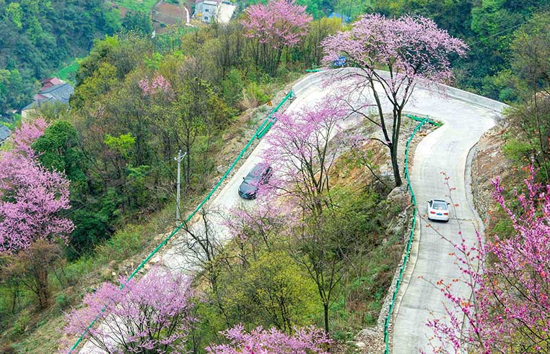 湖北保康：紫荆花开灿若霞