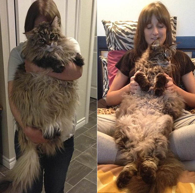 欧美网友争相晒自家巨猫 猫咪最大身长有1米(组图)