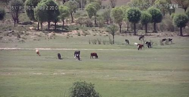 ຊາວ​ລ້ຽງ​ສັດເຂດ​ຊິ່ນ​ຈ່ຽງ​ໃຊ້​ລະ​ບົບ​ເປີຍ​ໂຕ​ຕິດ​ຕາມ​ການ​ປ່ອຍ​ງົວ​ກິນ​ຫຍ້າ? ຊາວ​ເນັດ​​ຢອກ​ລໍ້ BBC “ໃສ່​ຮ້າຍ​ປ້າຍ​ສີ​ຈີນ”_fororder_2021-04-06_170743