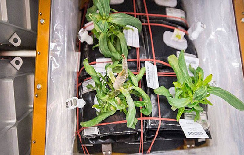 国际空间站种出太空首个开花植物花瓣因失重有卷曲组图