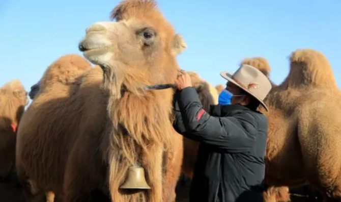 ຊາວ​ລ້ຽງ​ສັດເຂດ​ຊິ່ນ​ຈ່ຽງ​ໃຊ້​ລະ​ບົບ​ເປີຍ​ໂຕ​ຕິດ​ຕາມ​ການ​ປ່ອຍ​ງົວ​ກິນ​ຫຍ້າ? ຊາວ​ເນັດ​​ຢອກ​ລໍ້ BBC “ໃສ່​ຮ້າຍ​ປ້າຍ​ສີ​ຈີນ”_fororder_2021-04-06_170624