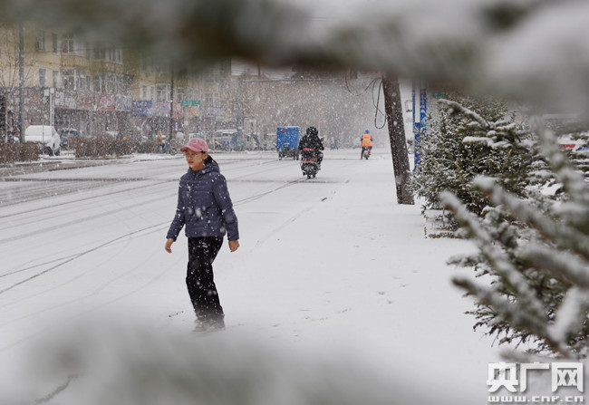 黑龙江大兴安岭呼玛县四月飞雪