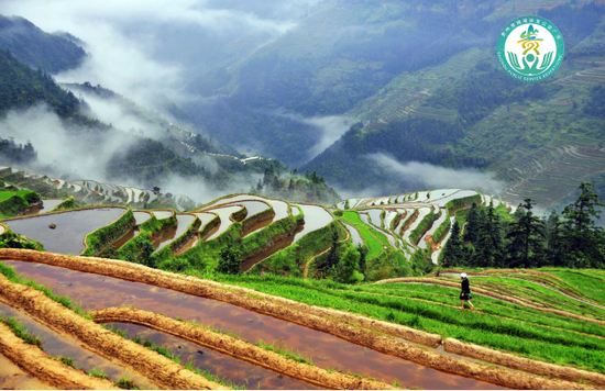 （大扶贫）助农扶贫丨贵州侗乡全国地标农产品香禾糯 被誉为"糯中之王"