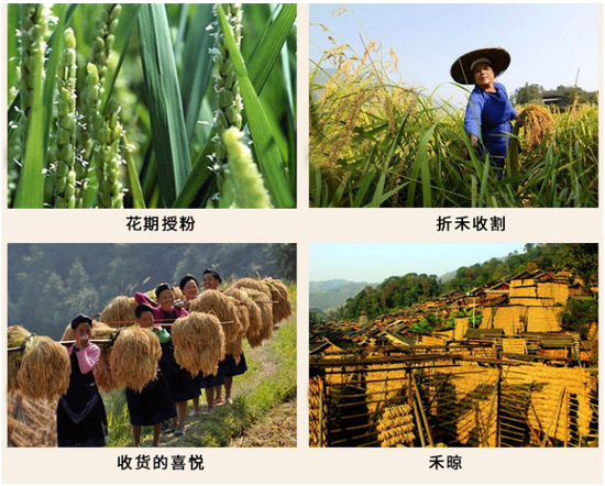 （大扶贫）助农扶贫丨贵州侗乡全国地标农产品香禾糯 被誉为"糯中之王"