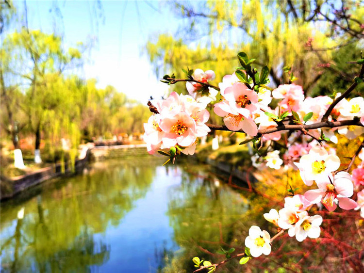【中首  陜西  圖】春色滿園 寶雞植物園醞釀無限生機