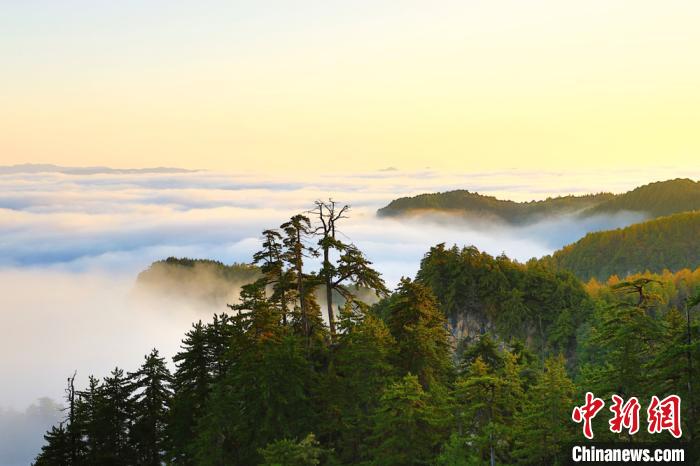 Lambun shan iska na gandun daji na tsaunin Guiqingshan dake gundumar Zhang na birnin Dingxi dake lardin Gansu_fororder_124688110_zsite