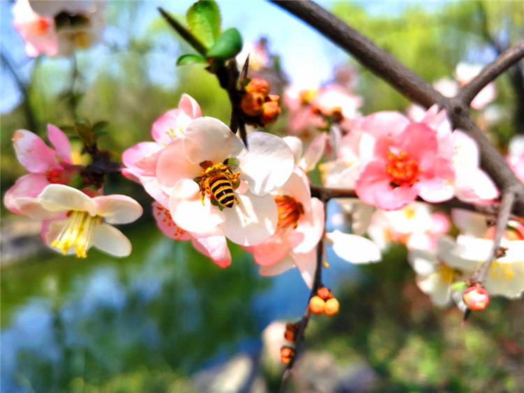 【中首  陜西  圖】春色滿園 寶雞植物園醞釀無限生機