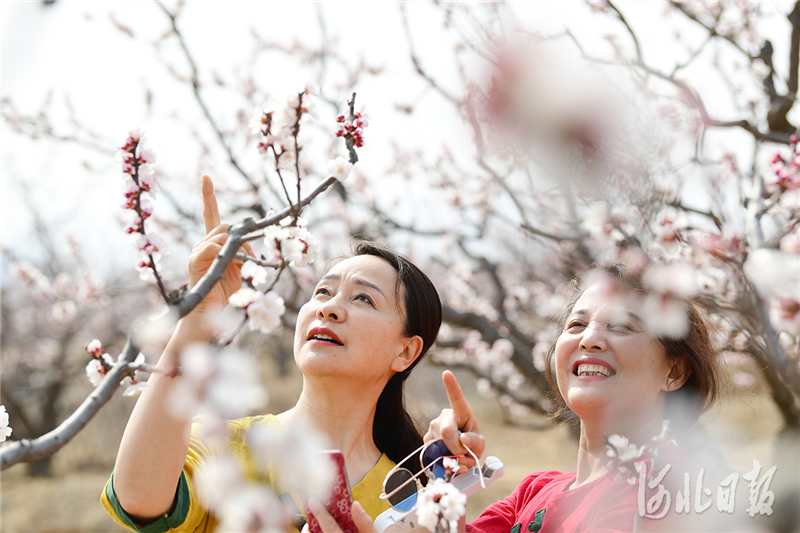 河北：花開燕趙 樂享春光