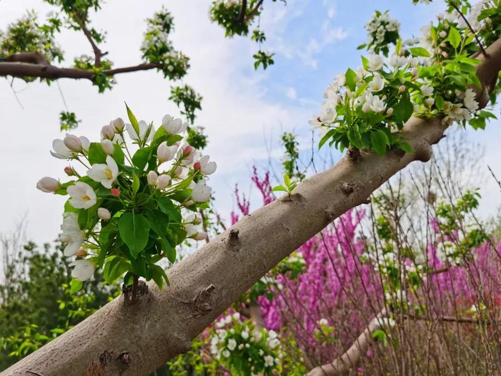 濟南：先行花滿園，賞春正當時