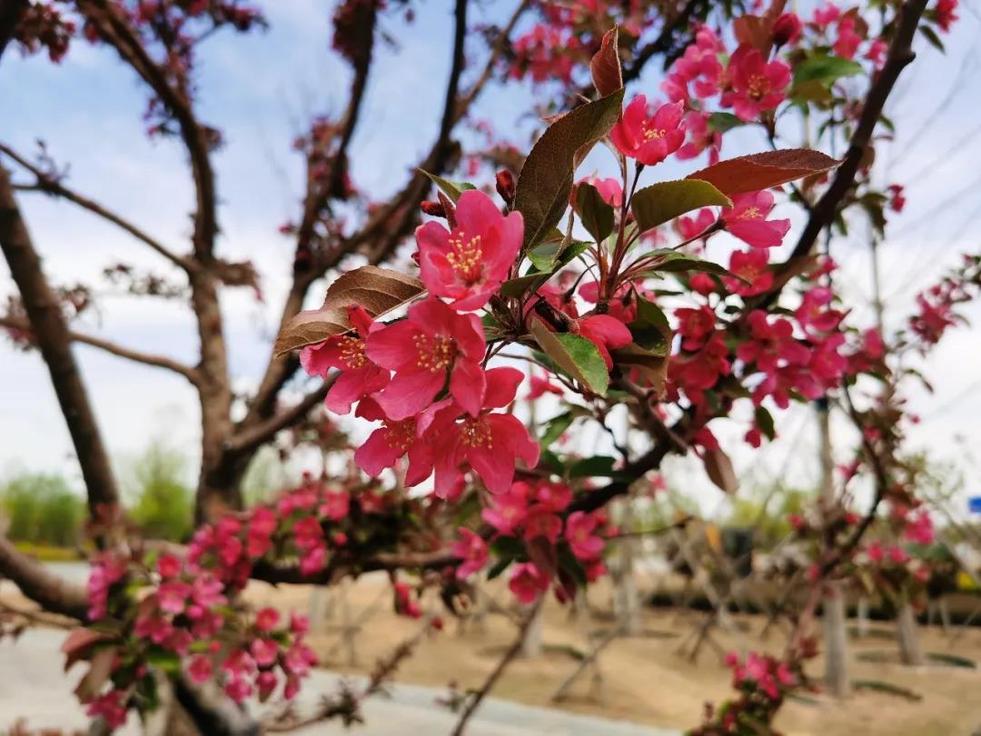 濟南：先行花滿園，賞春正當時