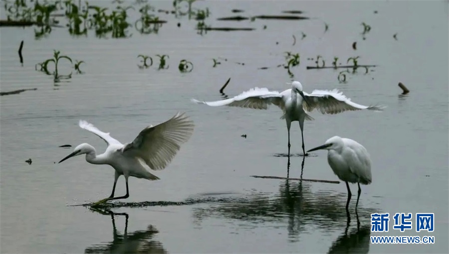 广西横县：白鹭翩翩入画来