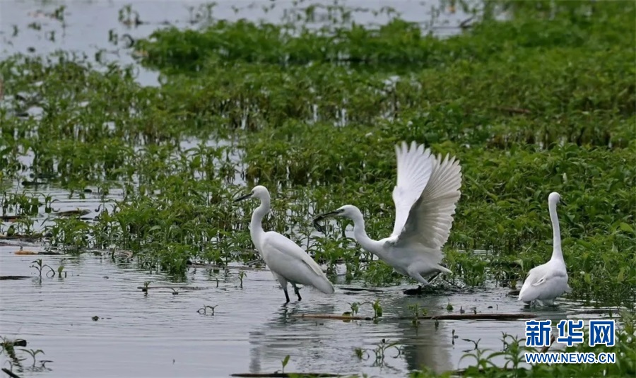 广西横县：白鹭翩翩入画来