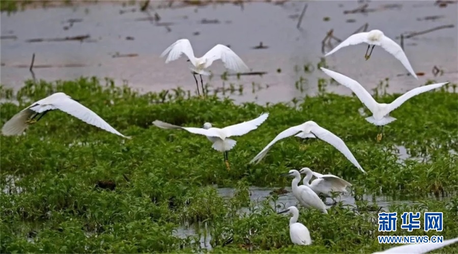 广西横县：白鹭翩翩入画来