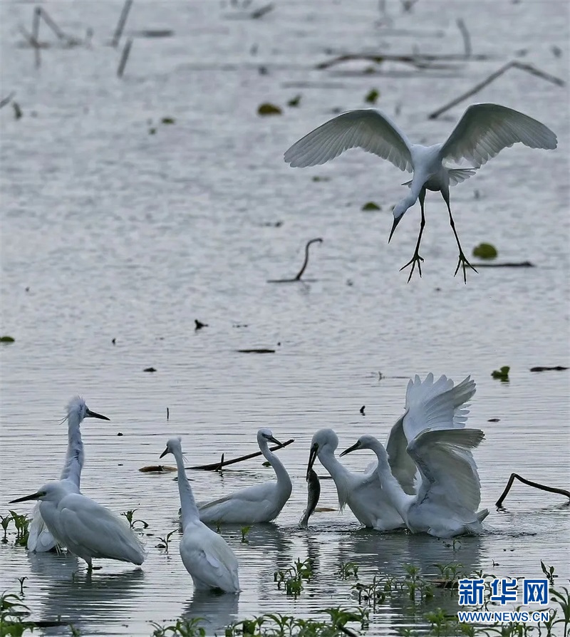 广西横县：白鹭翩翩入画来