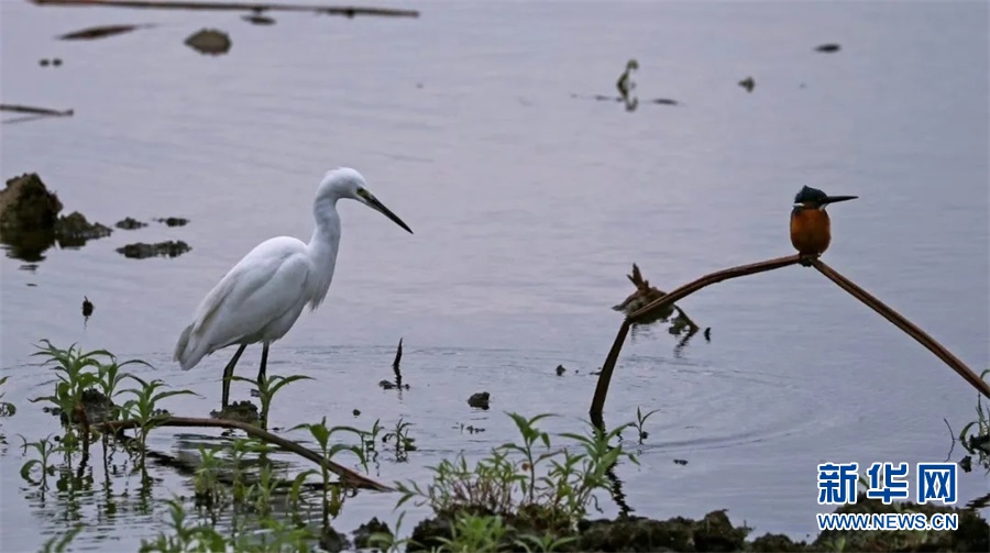 广西横县：白鹭翩翩入画来
