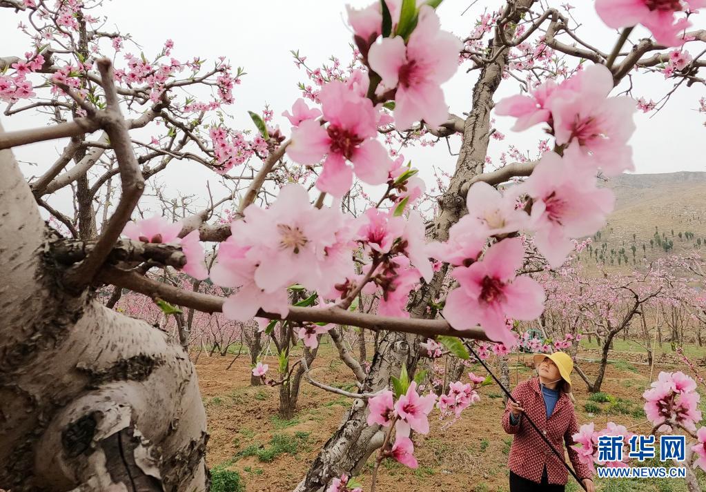 河北順平：桃花艷 果農忙