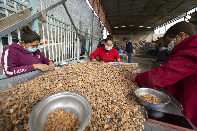 Manoman Xinjiang sun samu karin kudin shiga daga noman Almonds_fororder_3