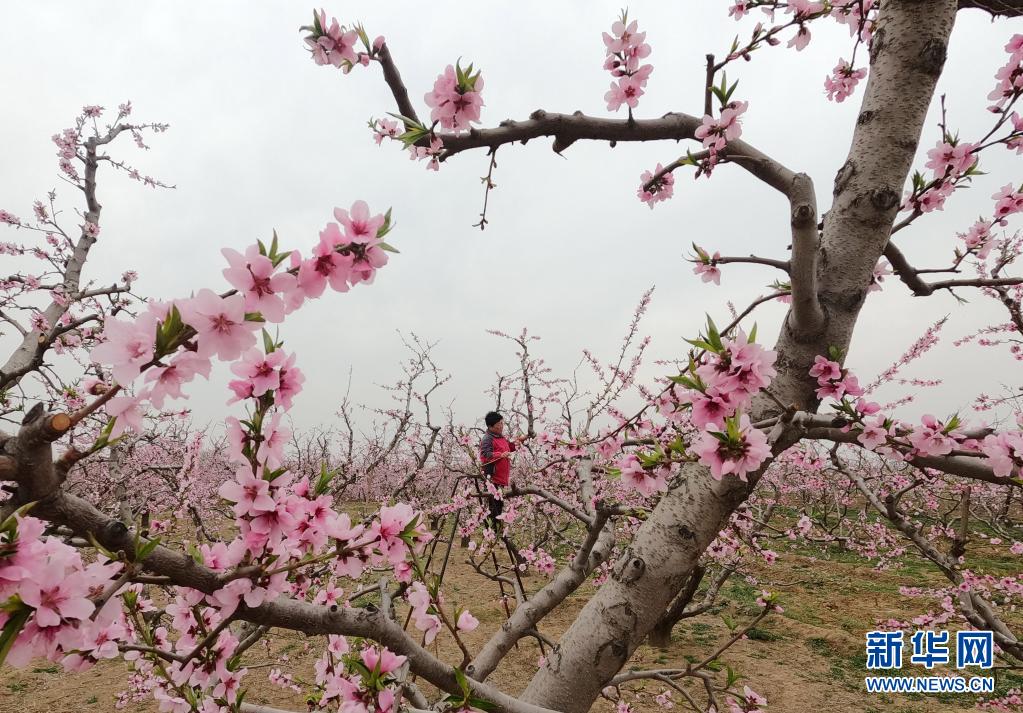 河北順平：桃花艷 果農忙