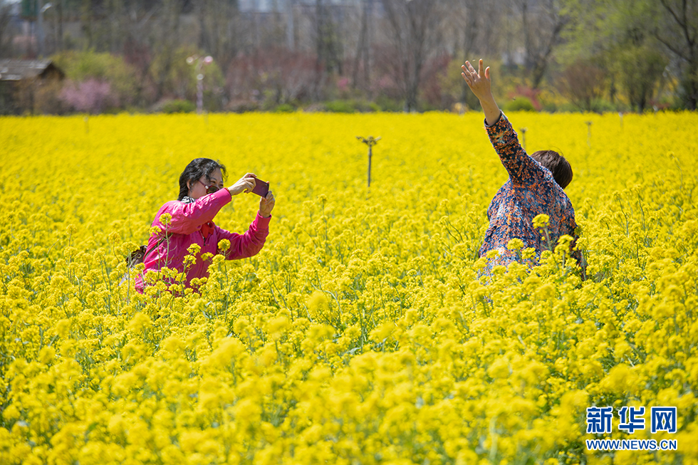 青岛：周末赏花再添打卡地 西海岸油菜花开成海