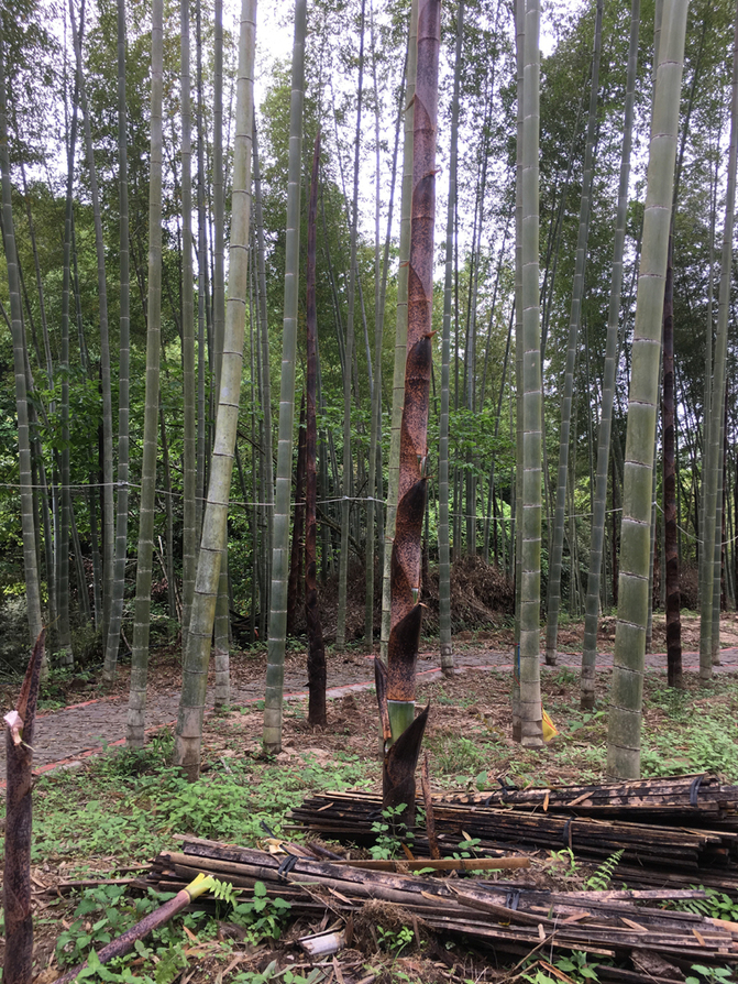 图片默认标题_fororder_1