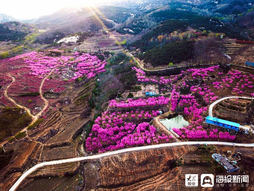 下一頁2021年4月7日,山東日照市南湖鎮鄉村田野裡,紅色,黃色等各種