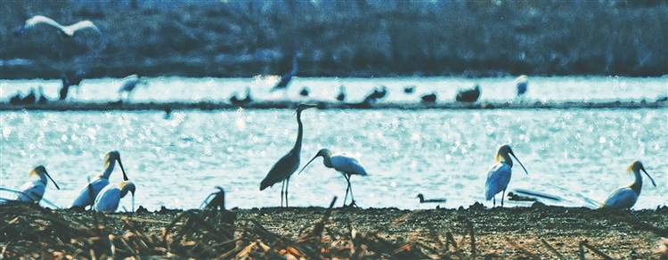 齊齊哈爾一污水氧化塘10年間變百鳥湖，東北林大專家稱奇                   揭秘候鳥“安家”之謎