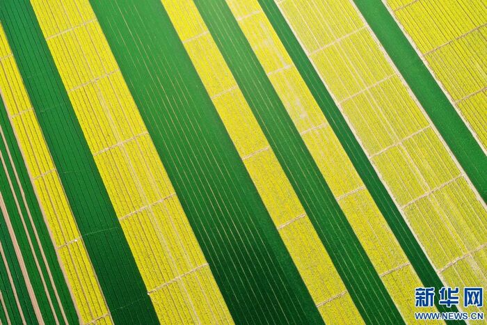 황금빛으로 물든 시골의 봄_fororder_3