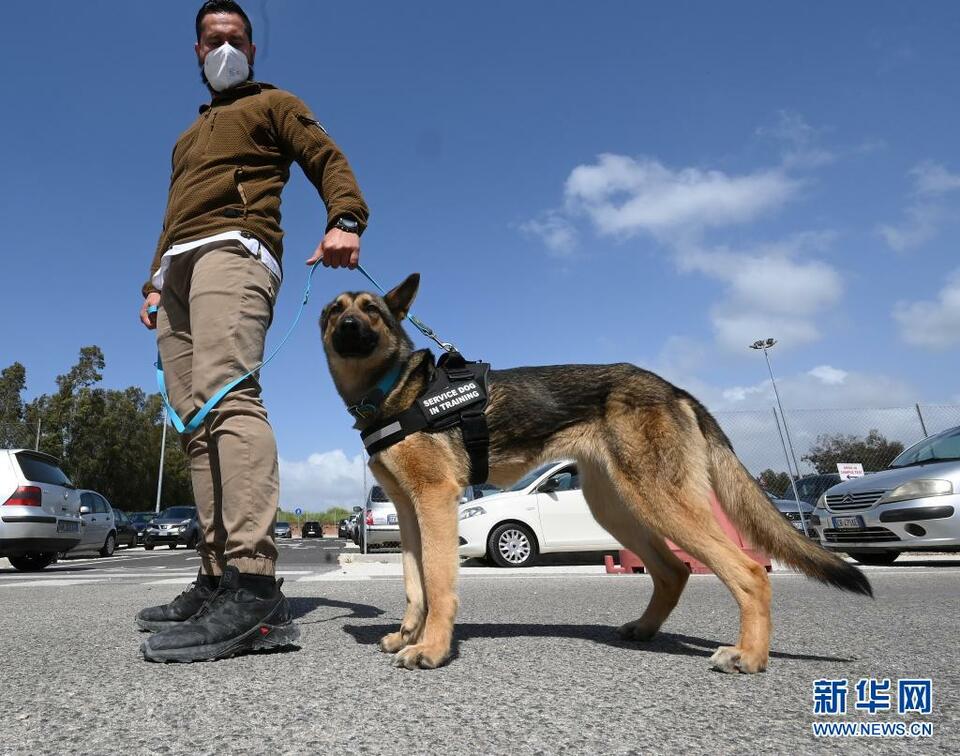 意大利：训练嗅探犬探测新冠病毒