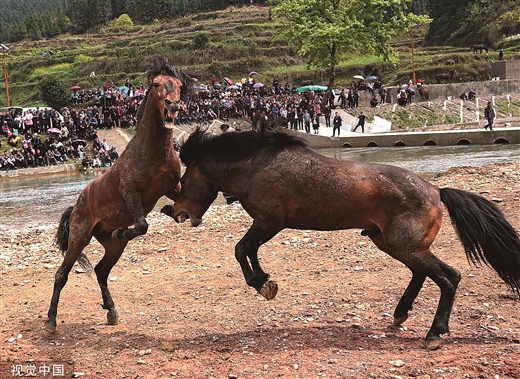 柳州少數民族地區兩項團體標準發佈實施 鬥馬表演有了標準和規範