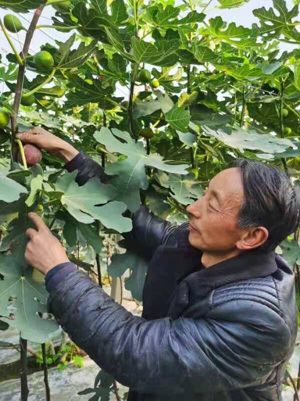 শানদং শৌগুয়াং সবজির গ্রীণহাউসে বিশেষ বসন্ত উত্সব_fororder_2d700e3ed539462ba9a4e90669e042c9