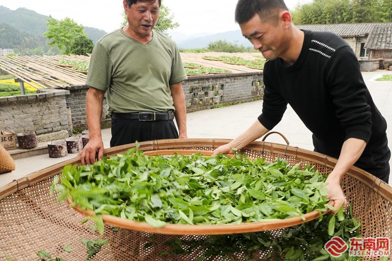 武夷山茶農傳承制茶技藝