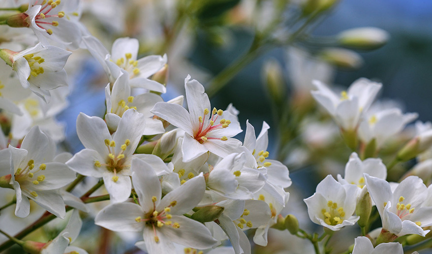 廣西橫縣：四月芳菲油桐花開