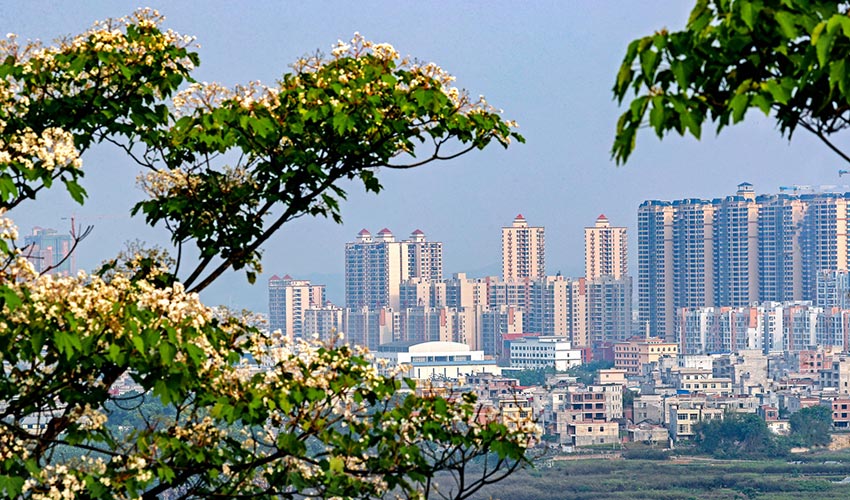 广西横县：四月芳菲油桐花开