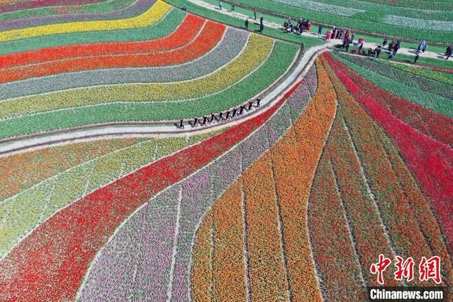 Bunga Tulip Kembang Mekar di Jiangsu_fororder_211