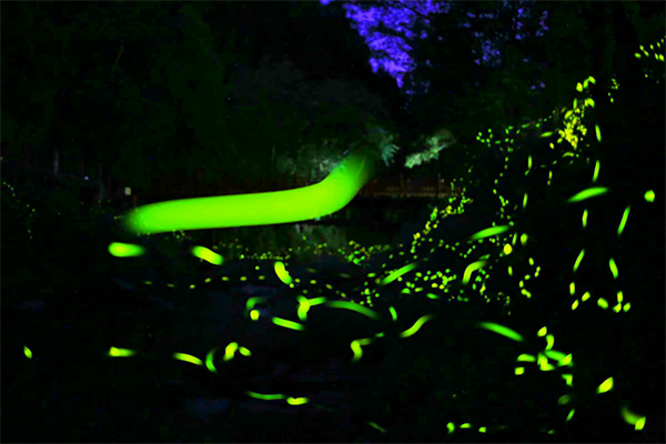 成千上万萤火虫飞舞 成都邛崃天台山最美景观宁人陶醉_fororder_飞舞的萤火虫-供图-邛崃市委宣传部