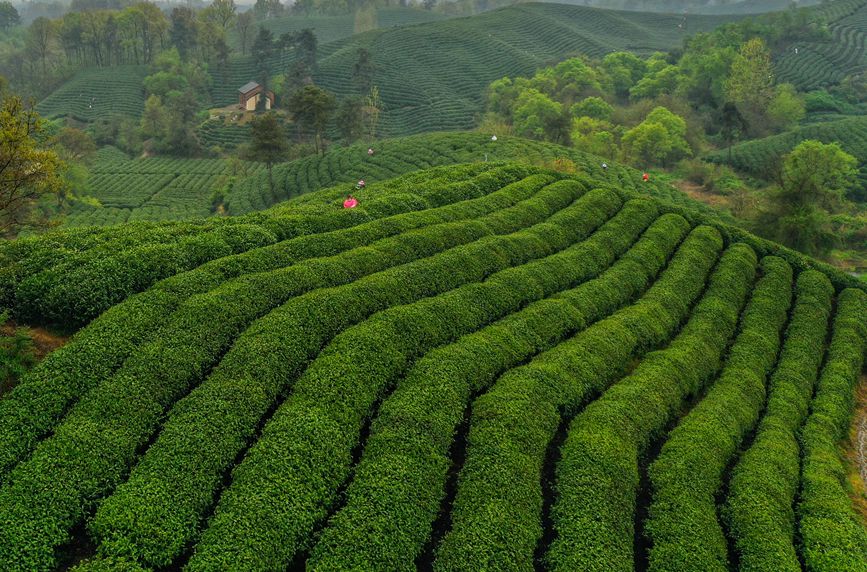 河南信阳：诗画茶园涌春潮