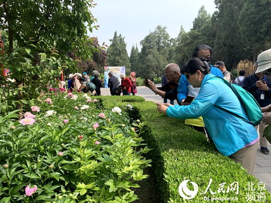 “五月花神”接力夏日美景 景山公園兩萬餘芍藥進入最佳觀賞期