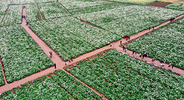 四川德阳：中江道地白芍助力乡村振兴_fororder_mmexport1618968110506