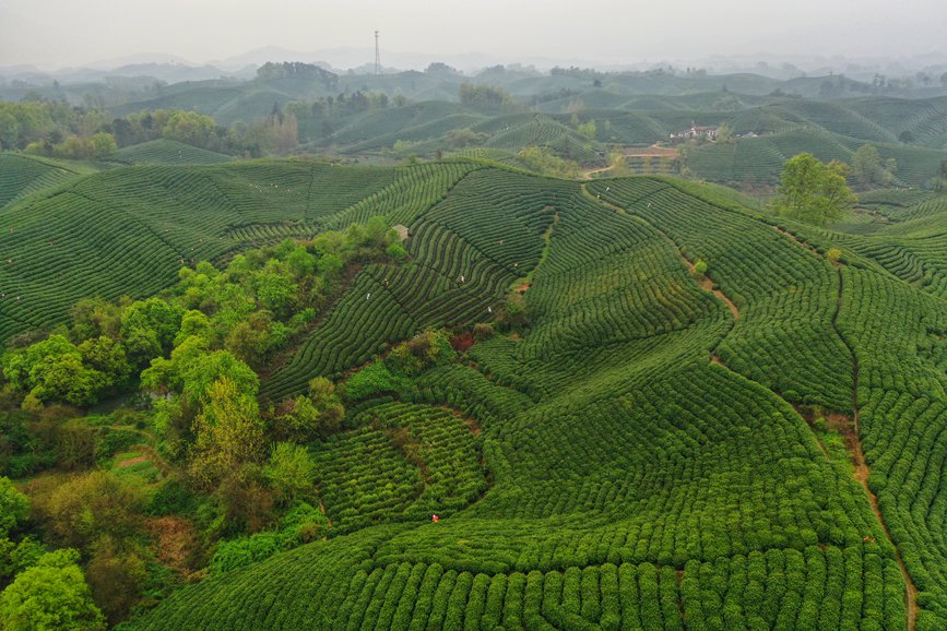 河南信阳：诗画茶园涌春潮