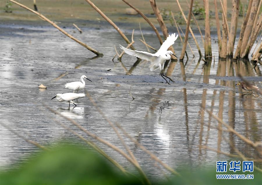 廣西南寧：都市鷺鳥飛