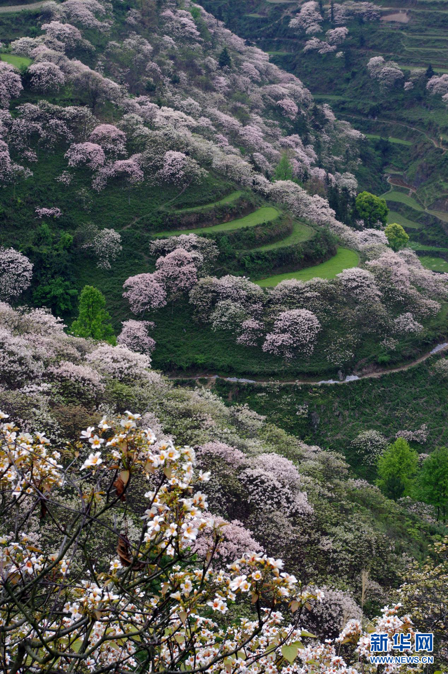 千樹萬樹桐花開 層層花海似流雲