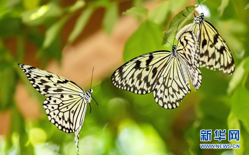 美翻了！5000多只蝴蝶现场放飞