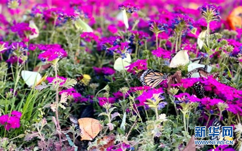 美翻了！5000多只蝴蝶现场放飞
