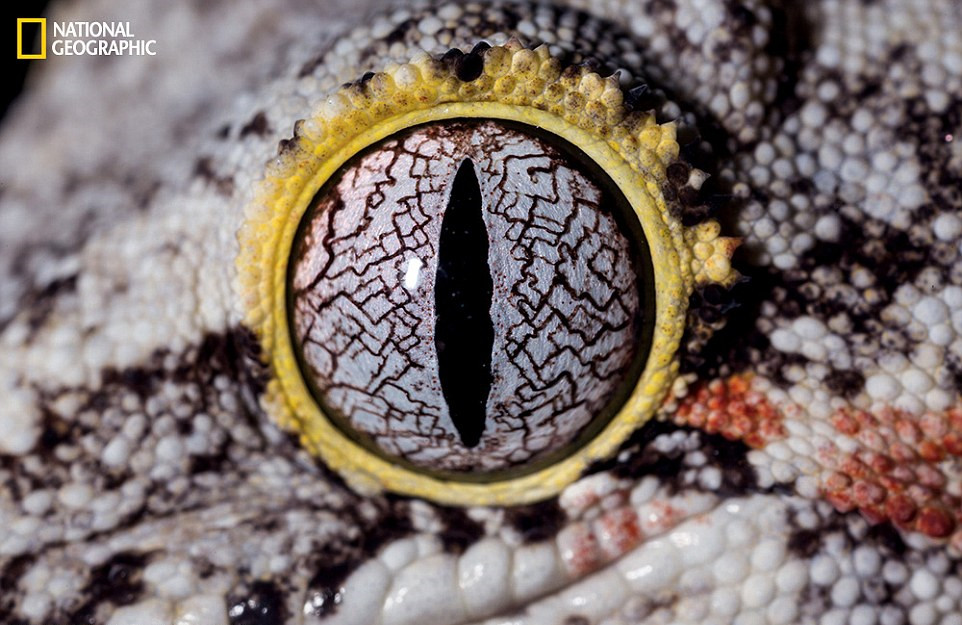 国家地理发布动物眼睛特写照猜猜属于谁高清组图